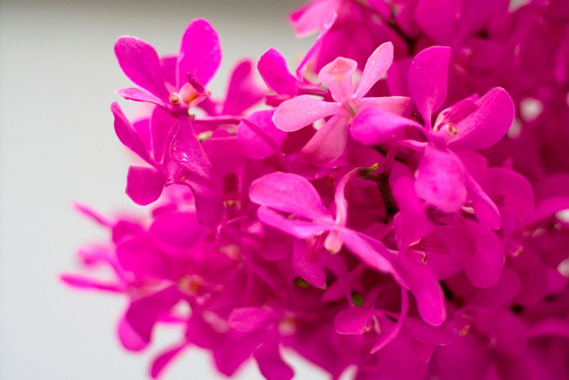 ไฟล์:155GL 24X36 FLOWERY 019 PM.jpg