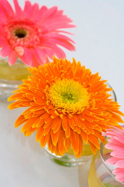 ไฟล์:16GL 24X36 FLOWERY 009 PM.jpg